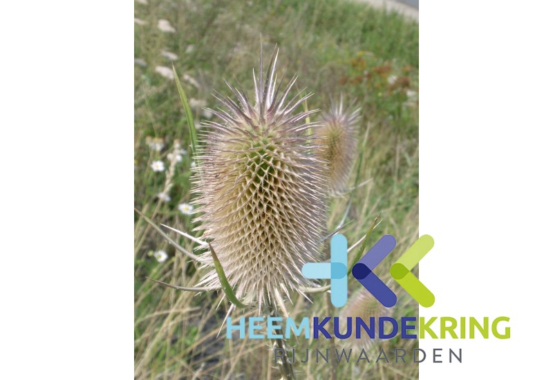 2003-31-07 Distel Coll. HKR (2)